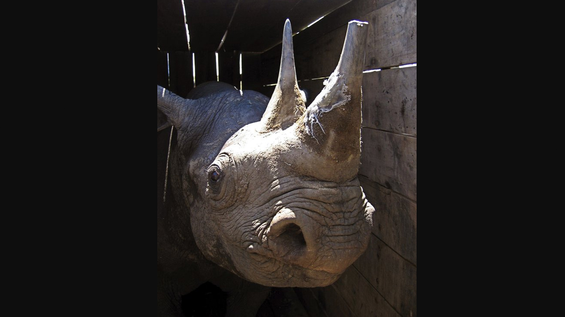 Mueren rinocerontes tras traslado fallido