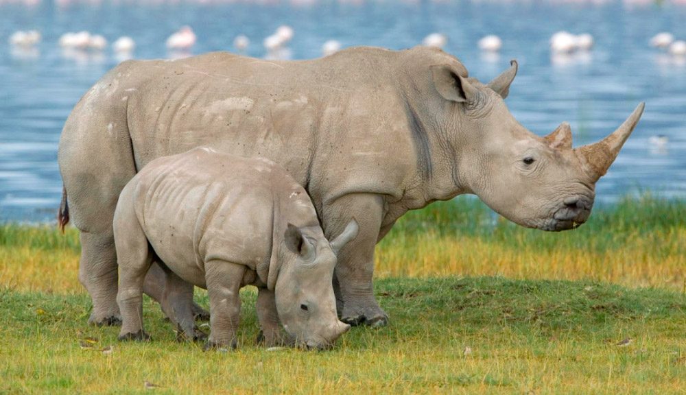 Científicos crean embriones híbridos de rinoceronte blanco - rinoceronte2