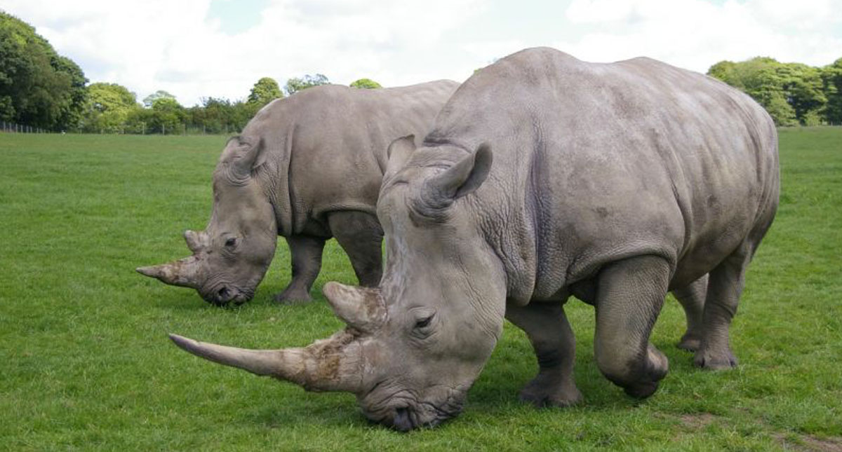 Científicos crean embriones híbridos de rinoceronte blanco