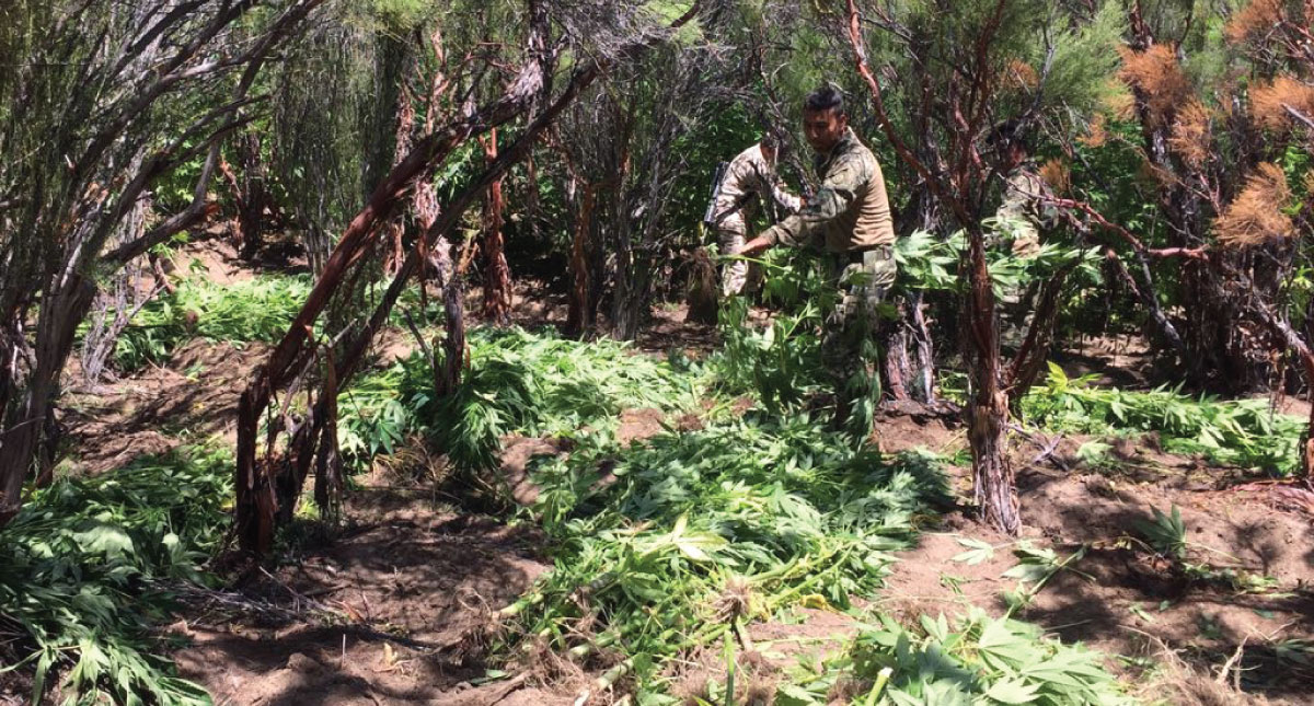 #Video Sedena y Semar destruyen ocho plantíos de mariguana en B.C