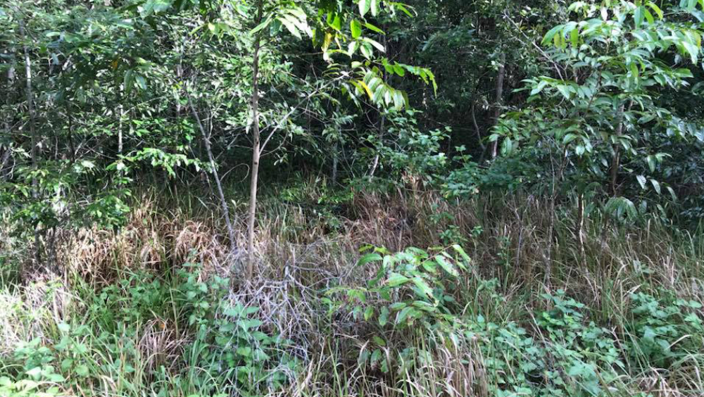 #RetoViral ¿Puedes encontrar la serpiente que se esconde en la maleza?