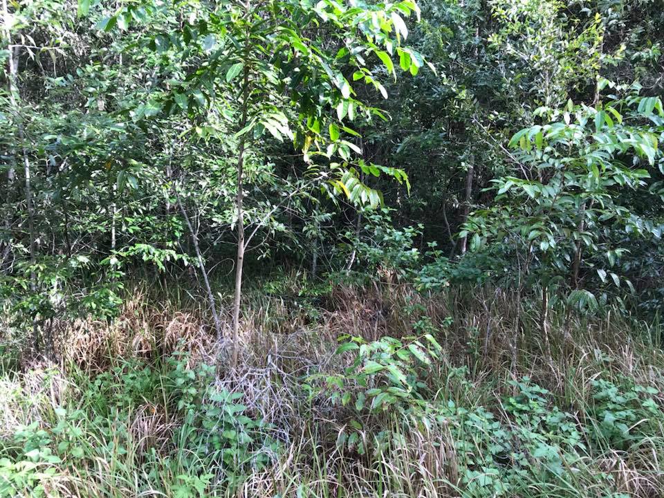 #RetoViral ¿Puedes encontrar la serpiente que se esconde en la maleza? - serpiente-viente-rojo