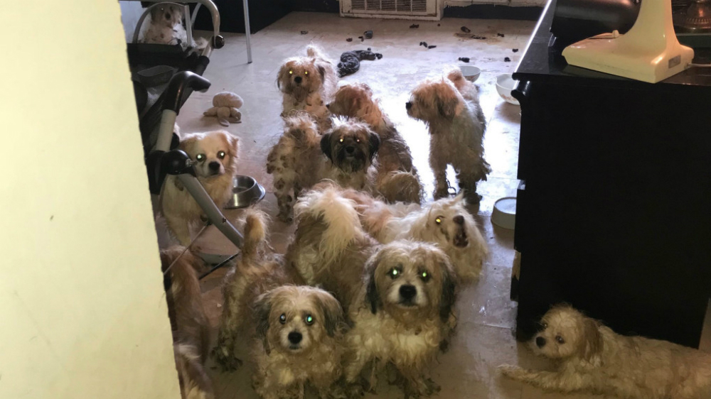 Policías de Nueva York encuentran 33 perros maltratados en departamento - shih-tzus-nueva-york-2