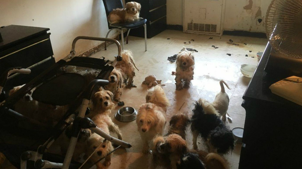 Policías de Nueva York encuentran 33 perros maltratados en departamento