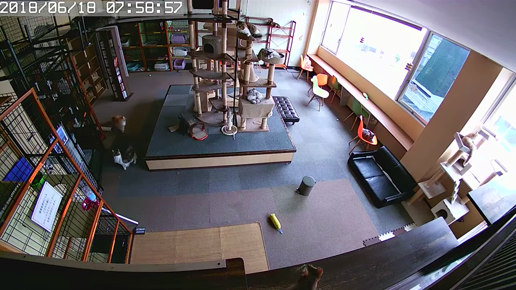 #Video Así reaccionaron gatos segundos antes de un sismo