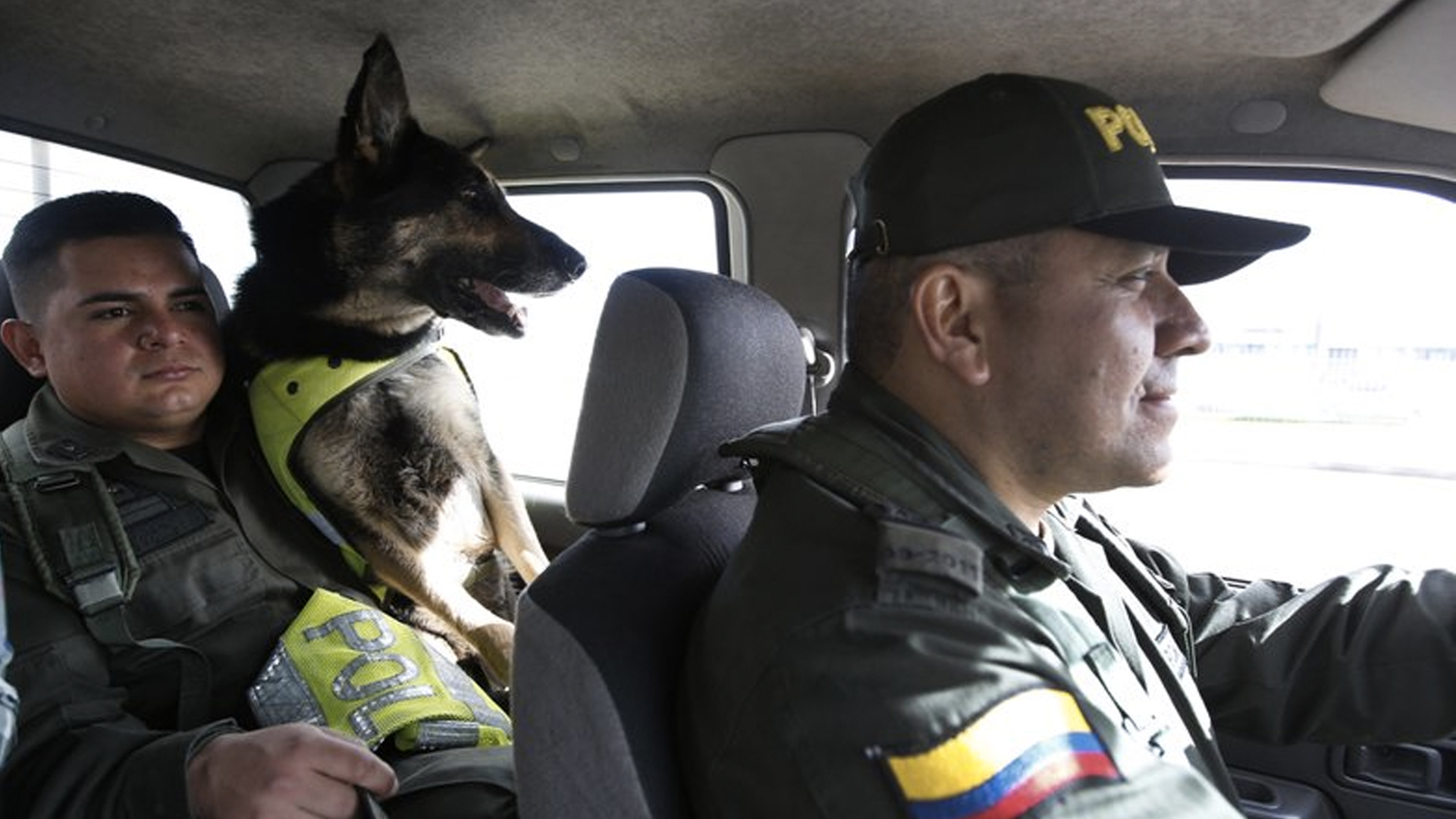 Ponen precio a 'Sombra' una perrita antinarcóticos en Colombia - sombra-en-colombia