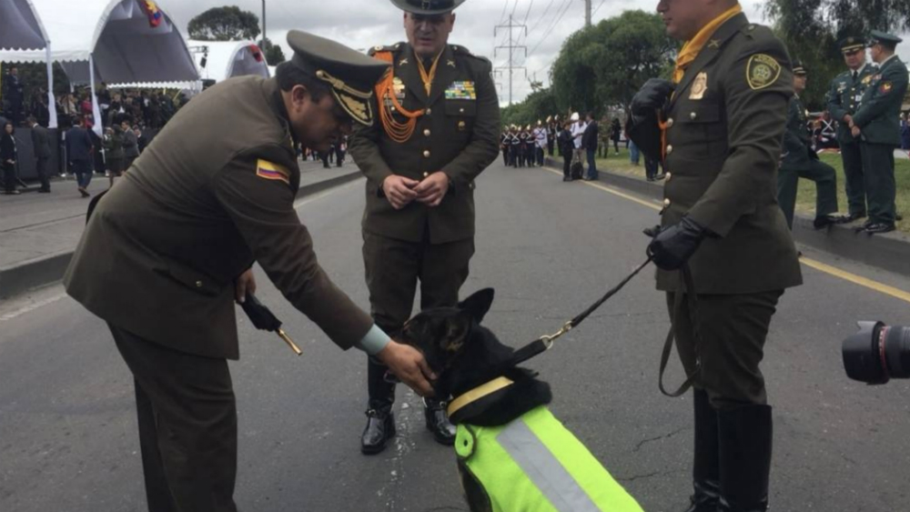 Grupo delictivo amenaza de muerte a perrita antinarcóticos en Colombia - sombra-perrita-colombia-2