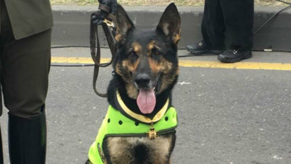 Grupo delictivo amenaza de muerte a perrita antinarcóticos en Colombia