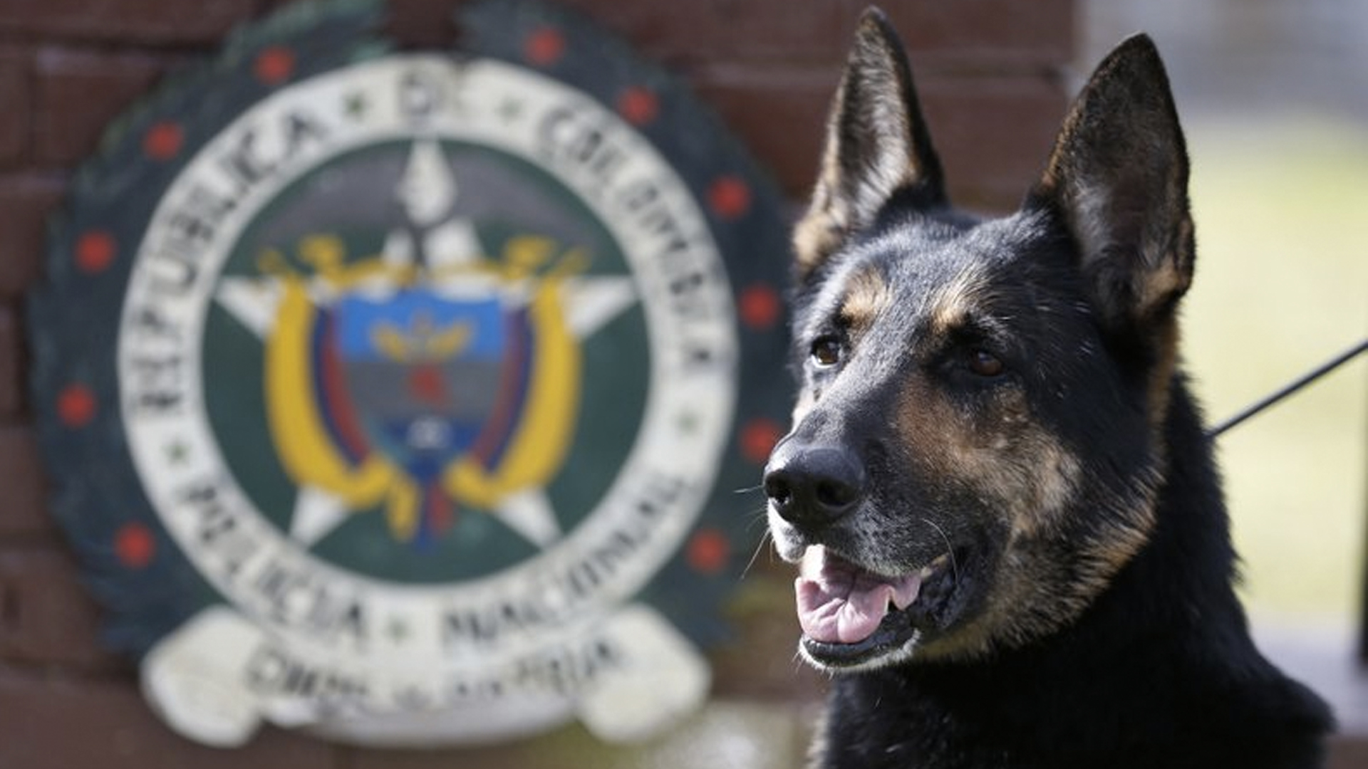 Ponen precio a ‘Sombra’ una perrita antinarcóticos en Colombia