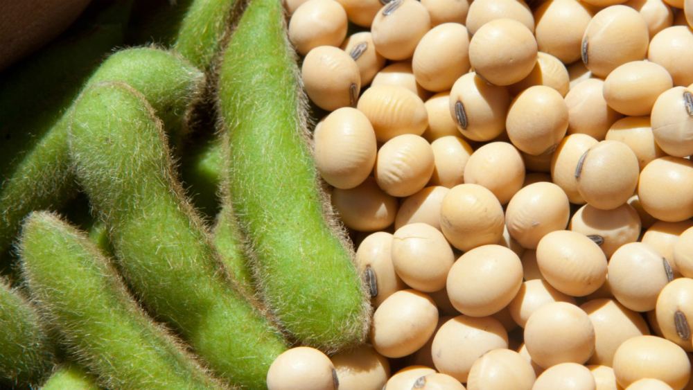 Productores de soya en EE.UU. ansiosos pese a ayuda económica y a pacto con UE