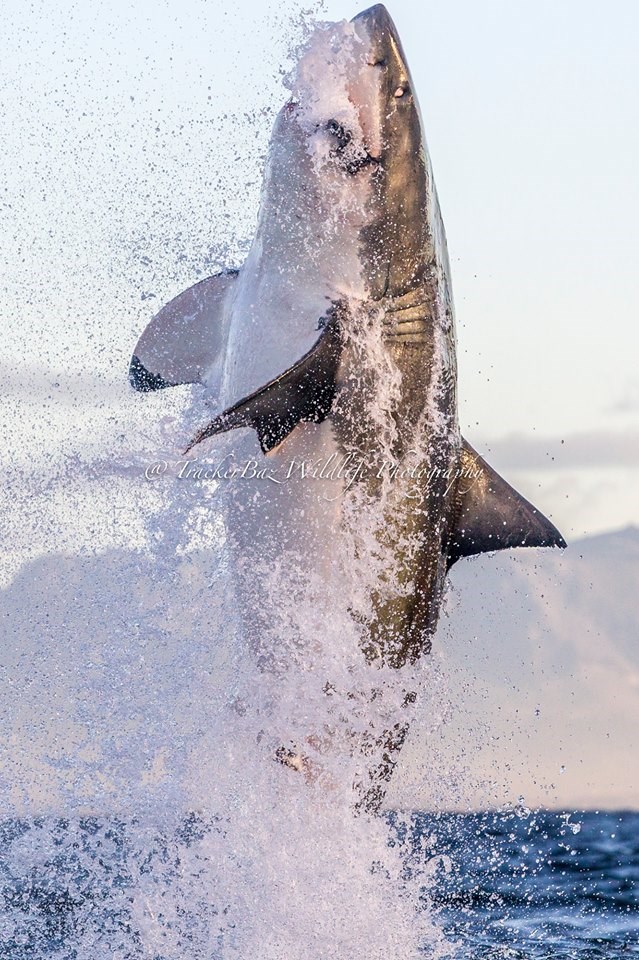 Tiburón blanco sale del mar para capturar a su presa - tiburon-blanco-david-jenkins-2