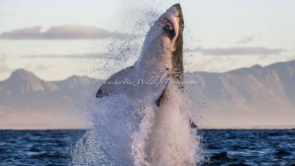 Tiburón blanco sale del mar para capturar a su presa