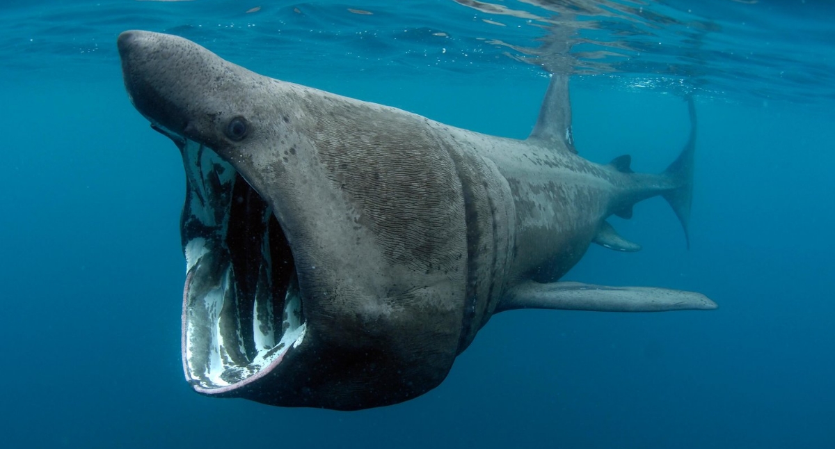 Cadáver de supuesto tiburón peregrino alerta a habitantes - tiburon-peregrino