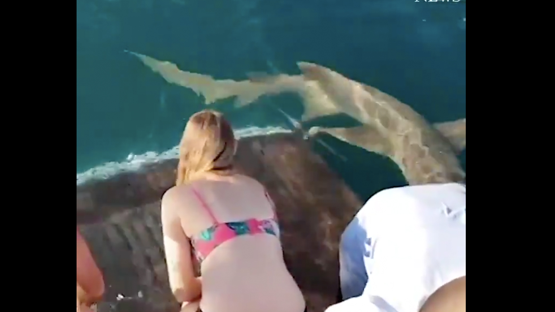 #Video Joven es atacada por tiburón al que alimentaba #Video Joven es atacada por tiburón al que alimentaba