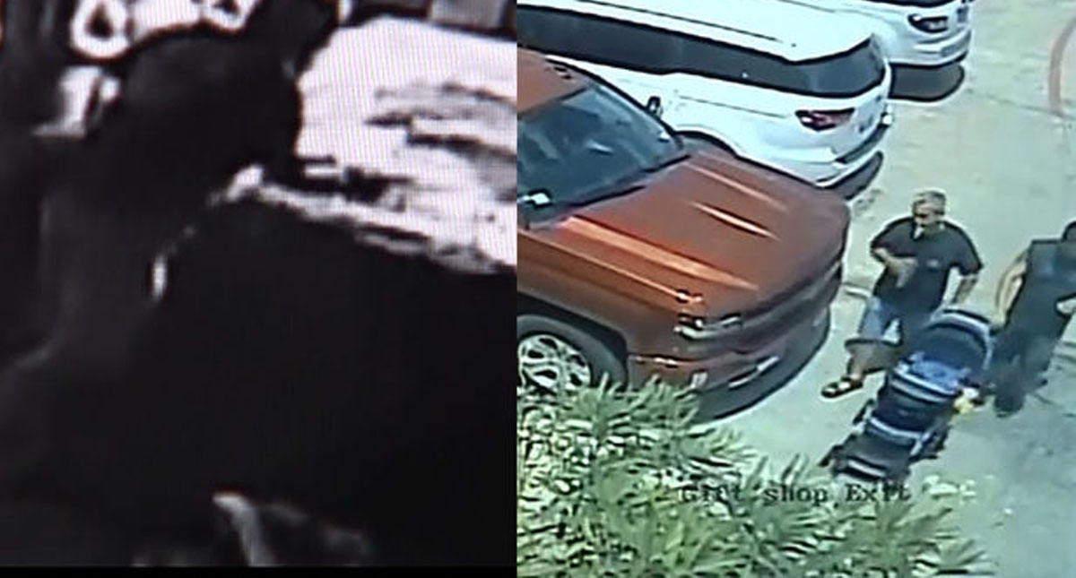 #Video Roban tiburón de acuario de San Antonio