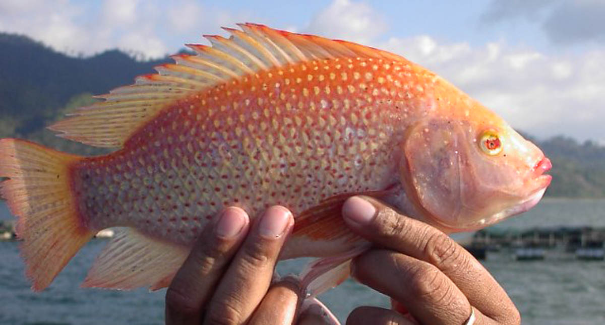Detectan peces de consumo humano con virus en seis estados