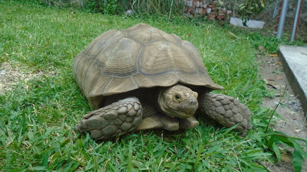 Profepa asegura a cinco tortugas sulcata en Morelos