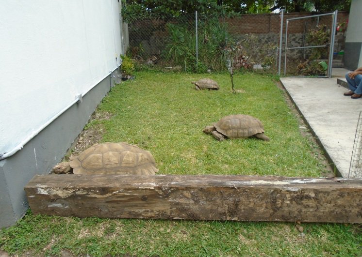 Profepa asegura a cinco tortugas sulcata en Morelos - tortuga-sulcata-amacuzac-morelos-3