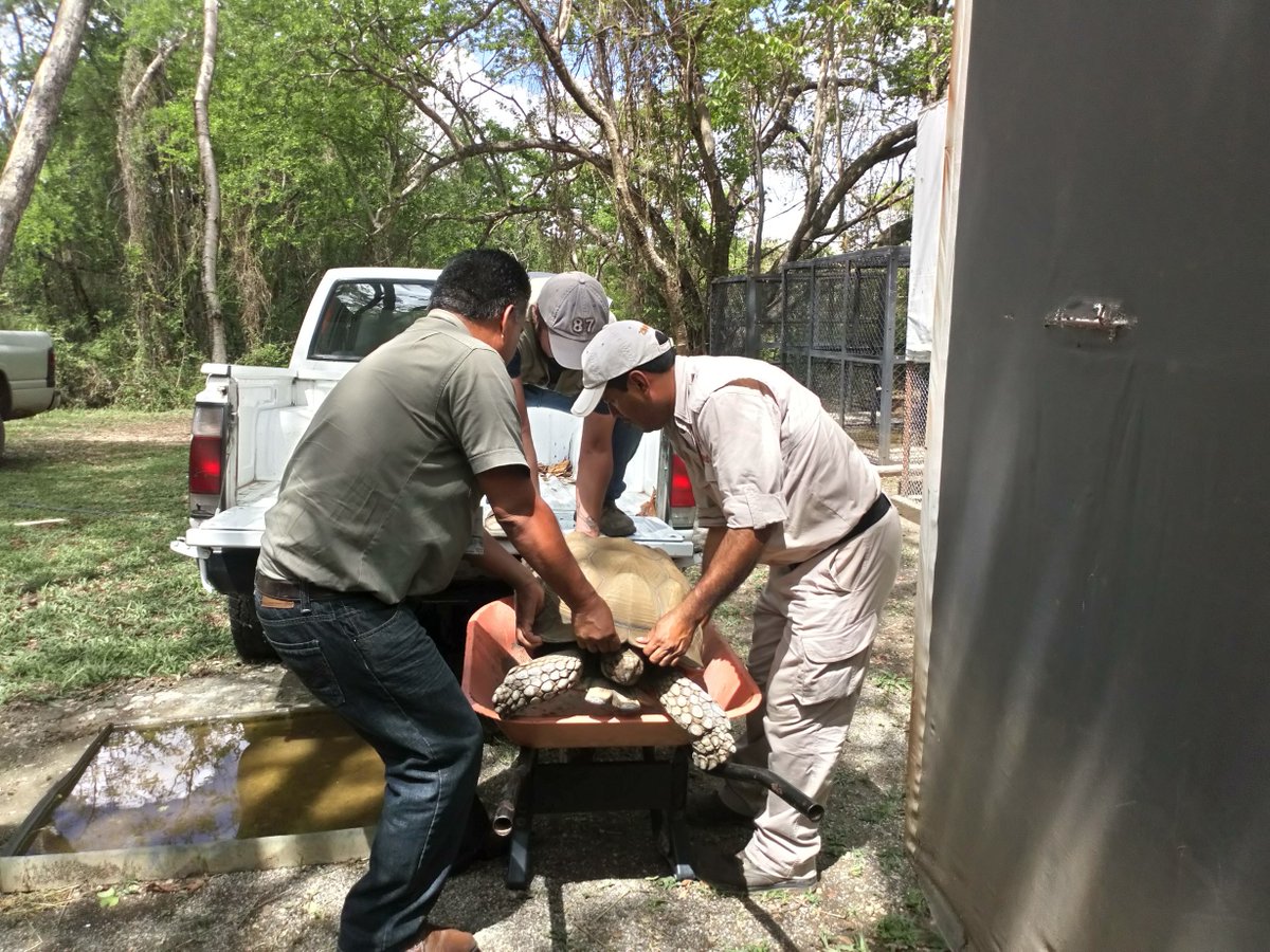 Profepa asegura a cinco tortugas sulcata en Morelos - tortuga-sulcata-amacuzac-morelos-4