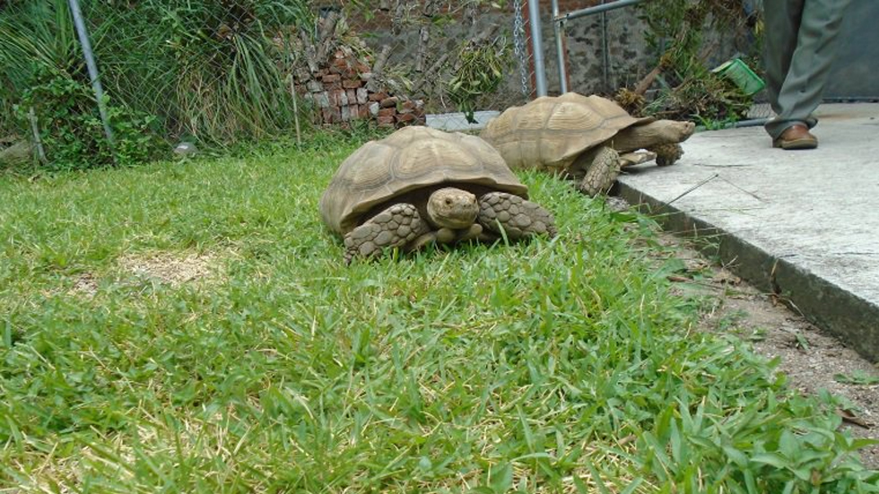 Profepa asegura a cinco tortugas sulcata en Morelos - tortuga-sulcata-amacuzac-morelos