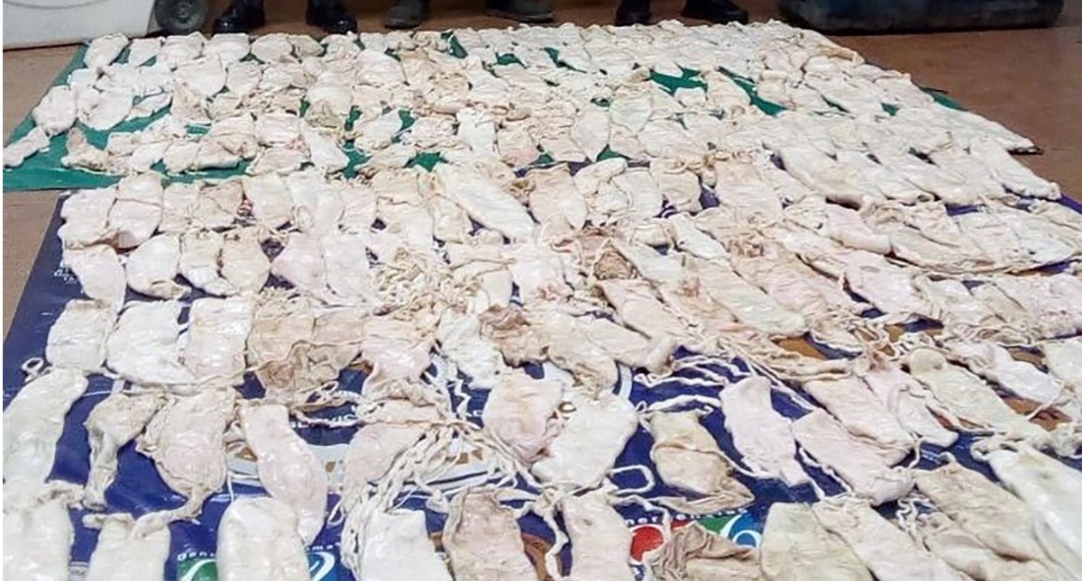 Así operan los “cárteles de la totoaba” en México