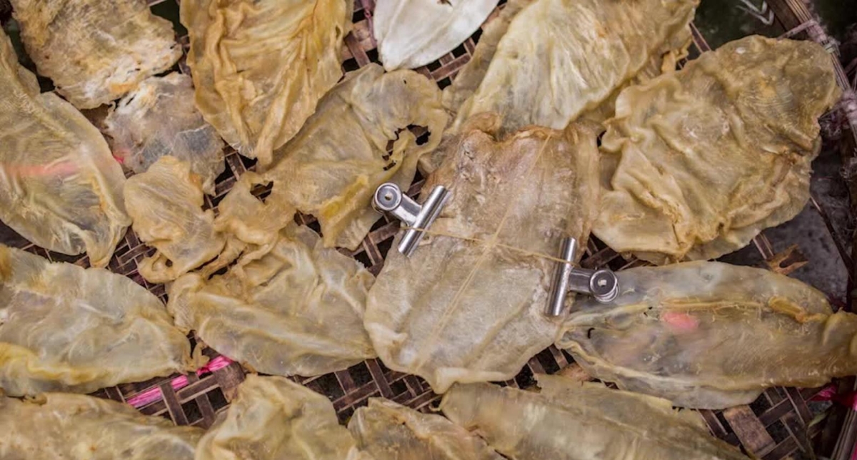 Así operan los "cárteles de la totoaba" en México - totoaba-vejiga-natatoria-buche