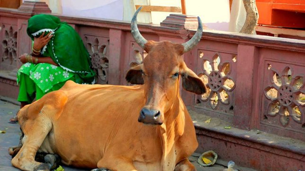 Linchan a musulmán por alimentar vacas en India