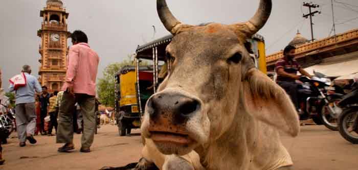 Linchan a musulmán por alimentar vacas en India - vaca-india1