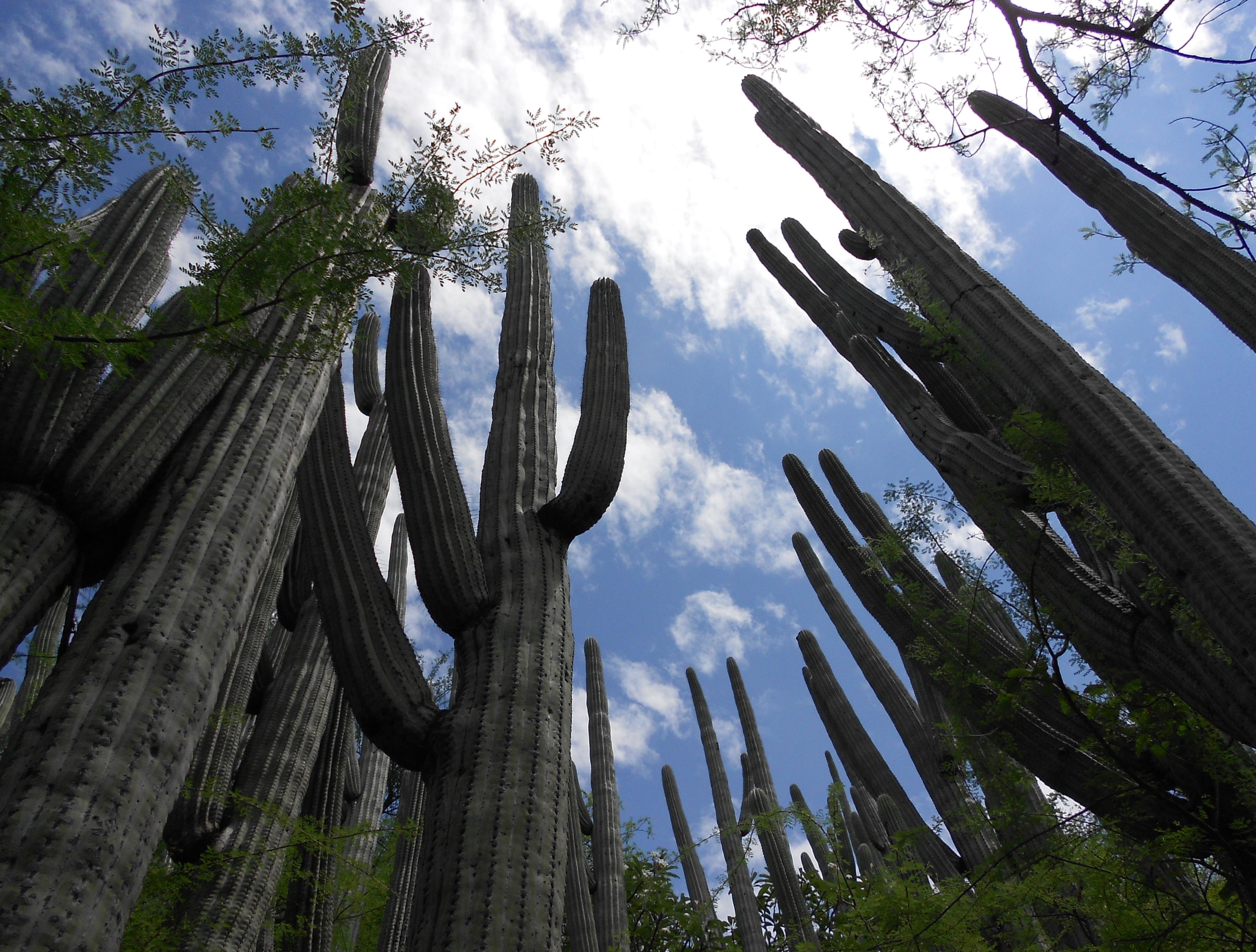 Valle de Tehuacán-Cuicatlán se suma a Lista del Patrimonio Mundial - valle-de-tehuacan-cuicatlan
