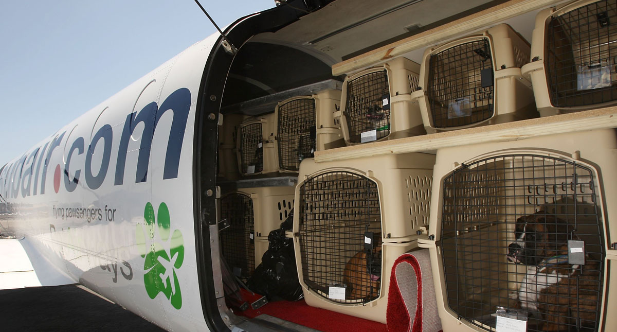 Alertan por nueva modalidad de extorsión a dueños de mascotas perdidas - viajarmascotasd