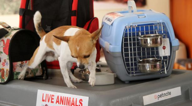 Requisitos para salir del país con una mascota - viajarmascotasint