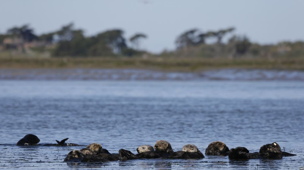 Gobierno de Trump termina con protección automática a especies amenazadas