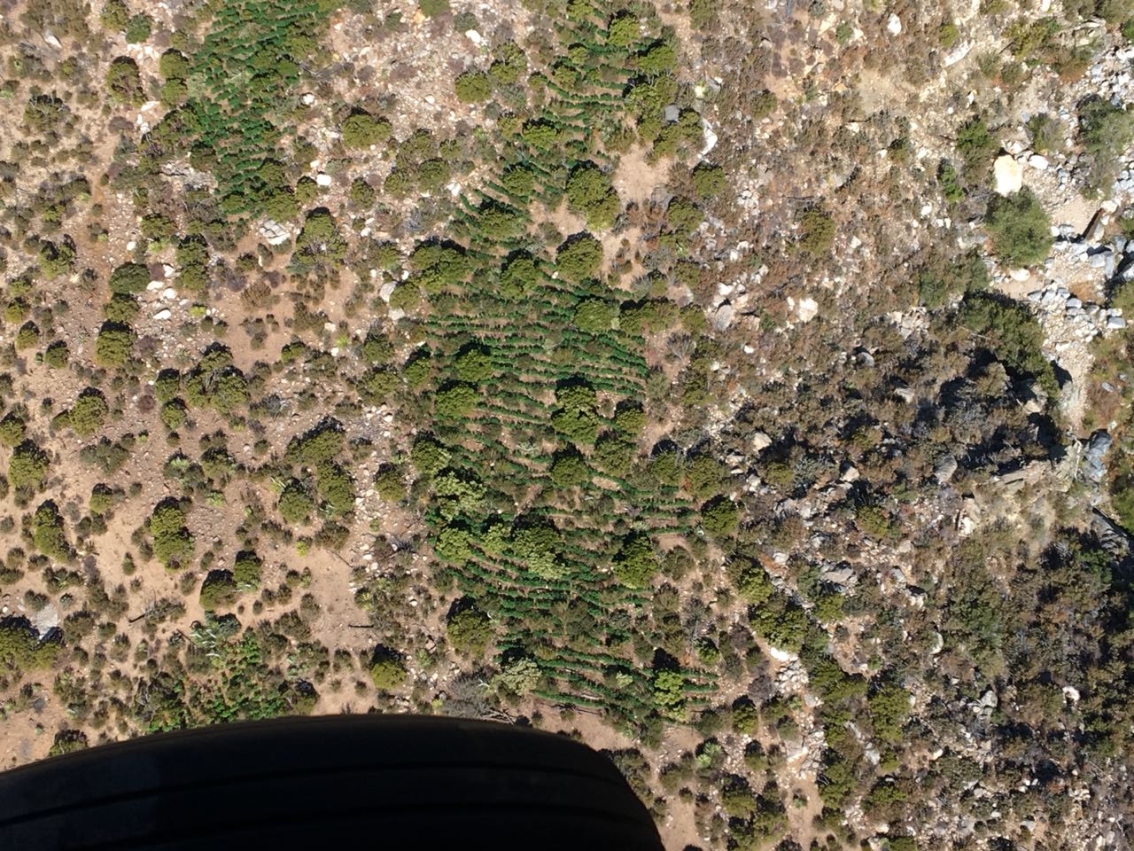 #Video Sedena y Semar destruyen ocho plantíos de mariguana en B.C - whatsapp-image-2018-07-28-at-125434-pm