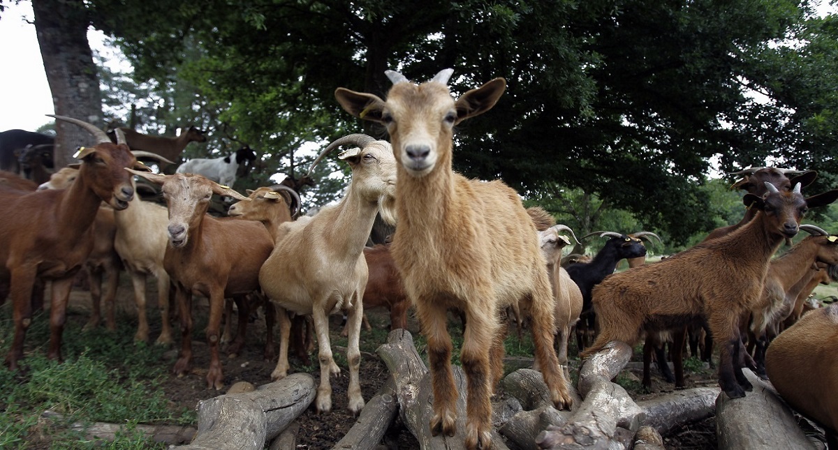 A las cabras les gustan las personas sonrientes - a-las-cabras-les-gustan-las-personas-felices