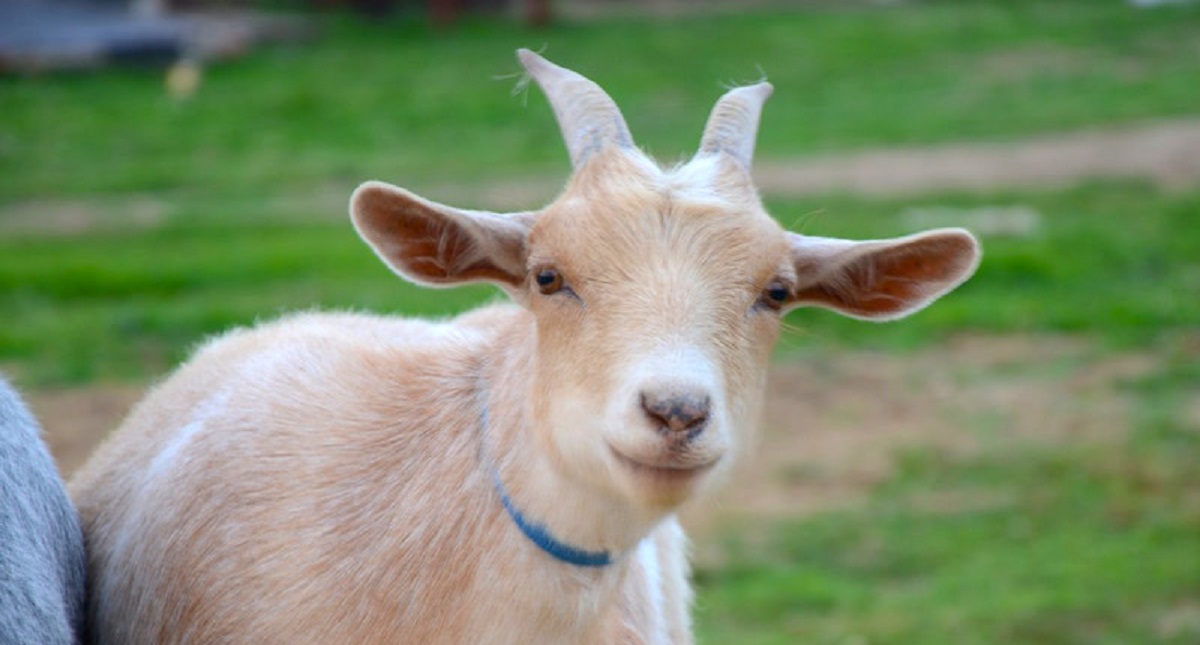 A las cabras les gustan las personas sonrientes