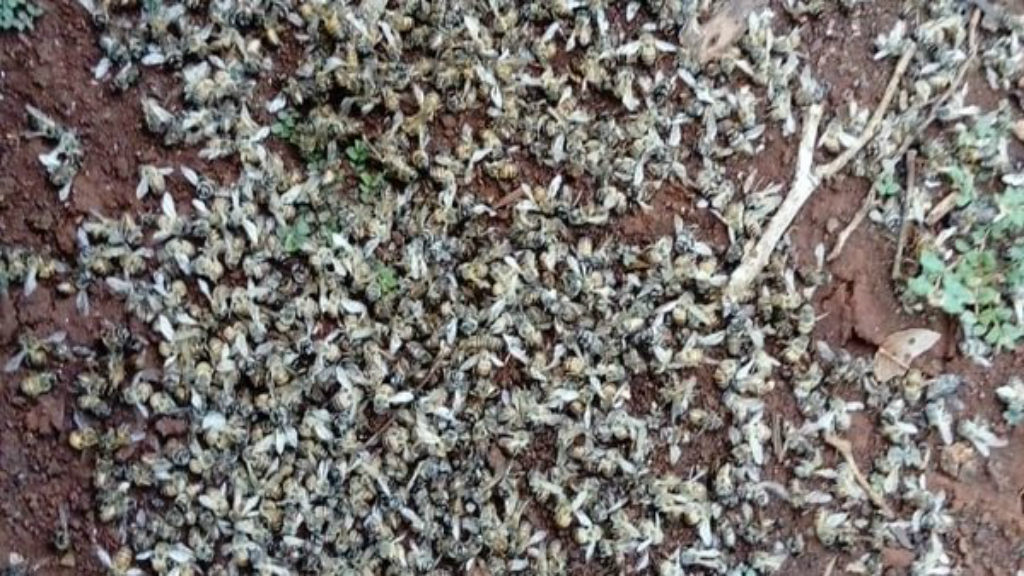 Fumigación mata a cientos de miles de abejas en Quintana Roo