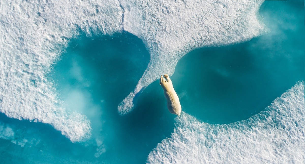 Estas son las mejores fotografías captadas por un dron - above-the-polar-bear
