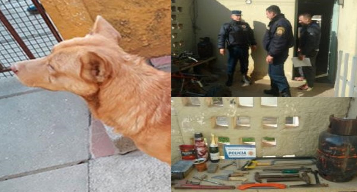 Acude con su perro a robar casa y este lo delata - acude-con-su-perro-a-robar-casa-y-este-lo-delata