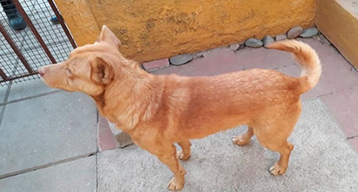 Acude con su perro a robar casa y este lo delata