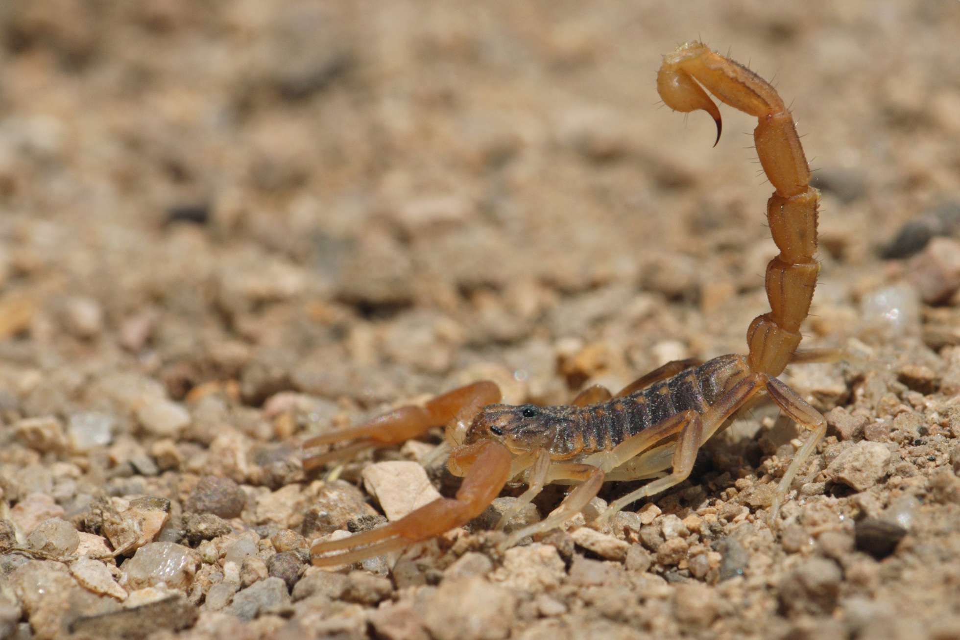 Van 77 casos de picaduras de alacrán y mordeduras de araña en Coahuila - alacran