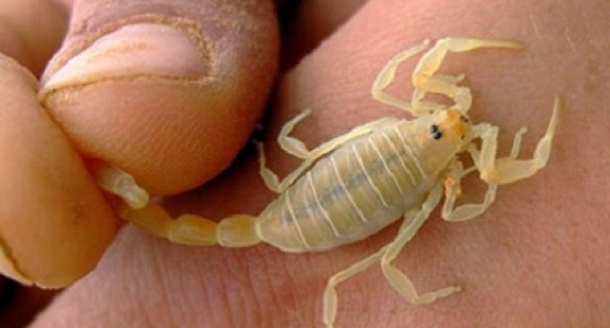 Van 77 casos de picaduras de alacrán y mordeduras de araña en Coahuila