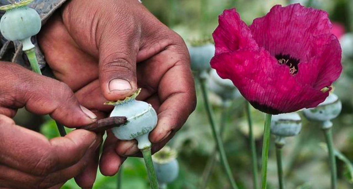 Senador del PRI presenta iniciativa para legalizar cultivo de amapola - amapola