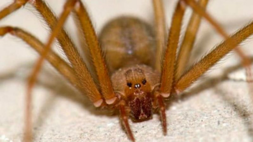 Muere el niño mordido por araña violinista en Nayarit