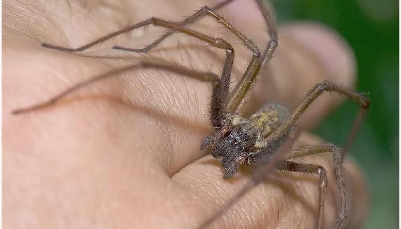 Van 77 casos de picaduras de alacrán y mordeduras de araña en Coahuila - aranaint