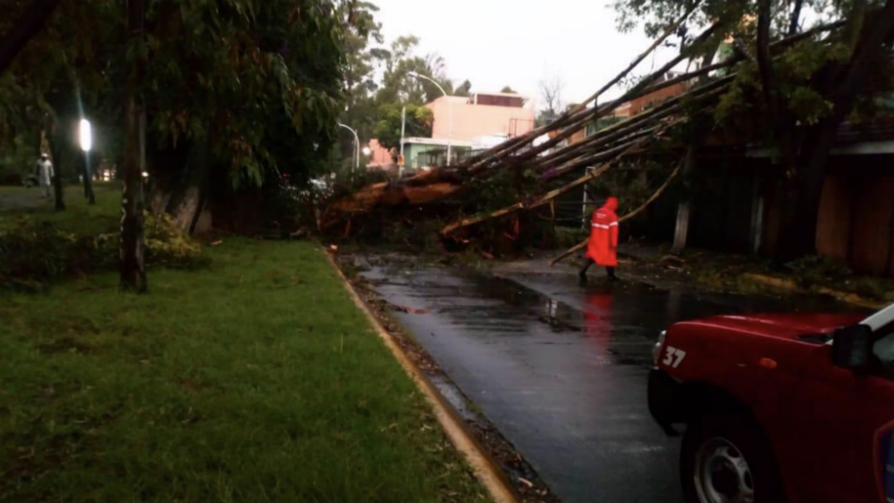 Nueva caída de árbol gigante en el Estado de México