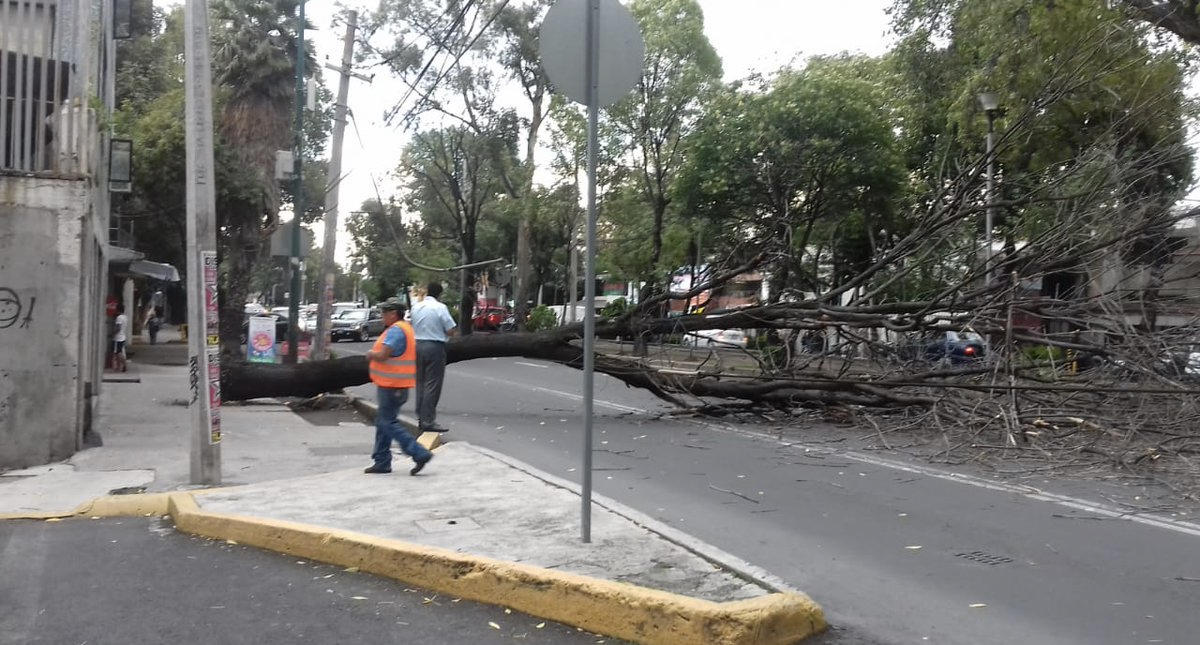 #Video Árbol cae en calzada Taxqueña