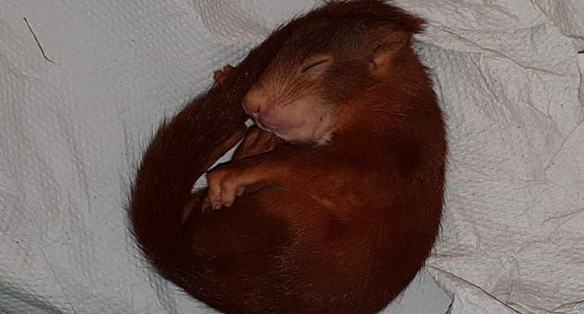 Policía auxilia a hombre acosado por una ardilla en Alemania