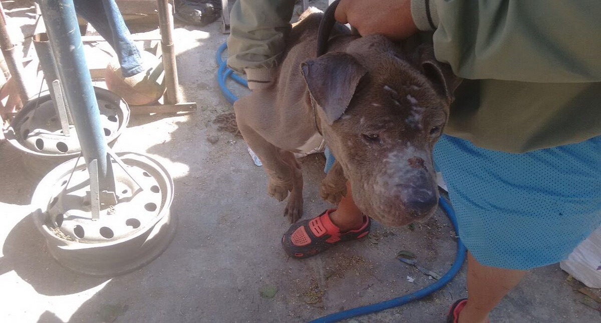 Así fue el milagroso rescate de 32 perros a punto de morir en la CDMX