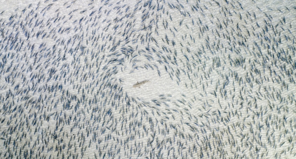 Estas son las mejores fotografías captadas por un dron - blacktip-shark