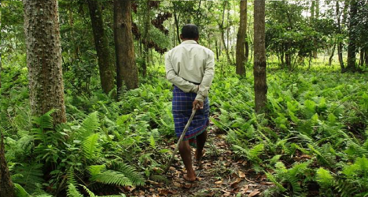 Hombre plantó un bosque durante 39 años en una isla desolada